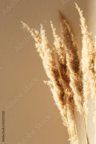 Dry spikelets, pampas grass / reed in vase. Shadows on the wall. Silhouette in sun light. Minimal interior decoration concept. Beautiful abstract closeup of golden dried meadow grass. 