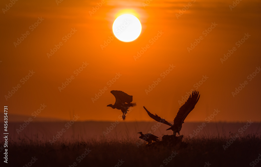 Vultures in a an orange sunset at Masai Mara, Kenya. 
