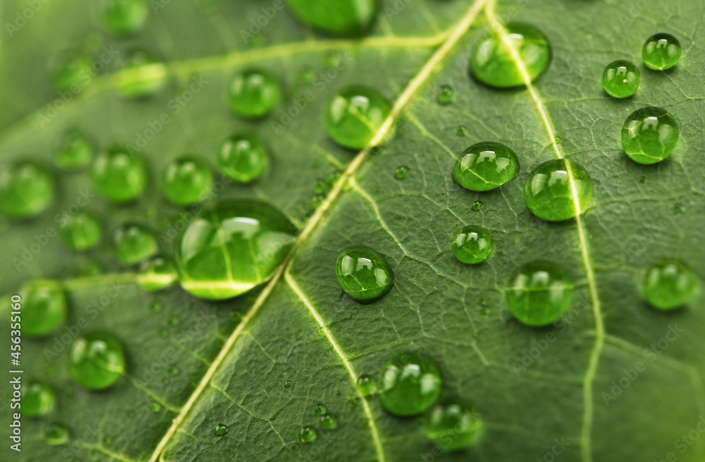 Macro close up shot of green leafs, plant and foliage with rain drops on. Macro close up shot of green leafs, plant and foliage with rain drops on.