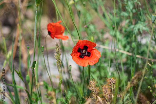 Wild scarlet poppies bloom on an uncultivated field among various grasses