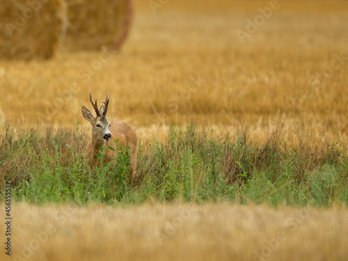 roe deer rut