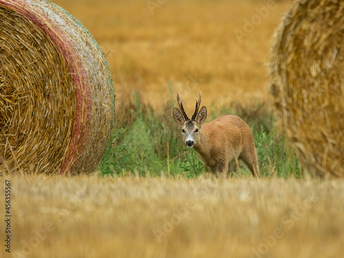 roe deer rut
