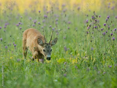 roe deer rut