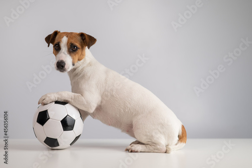 Jack russell terrier dog with soccer ball on white background © Михаил Решетников