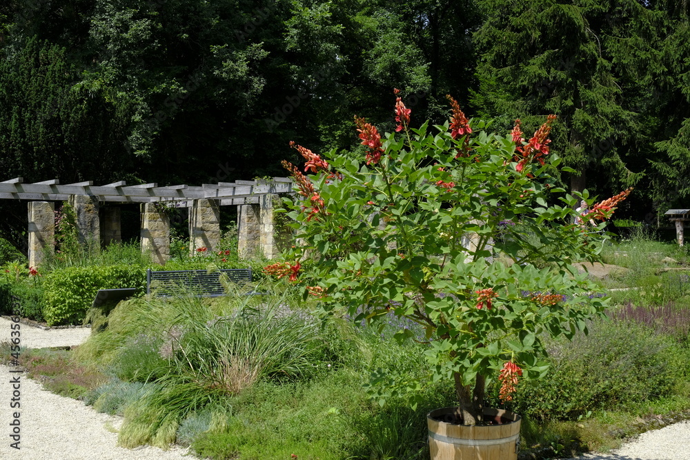 Obraz premium Der Botanische Garten im Hainpark in der UNESCO-Weltkulturerbestadt Bamberg, Oberfranken, Franken, Bayern, Deutschland