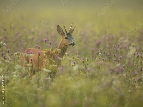 roe deer rut