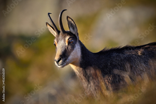 close up portrait of a mountain goat