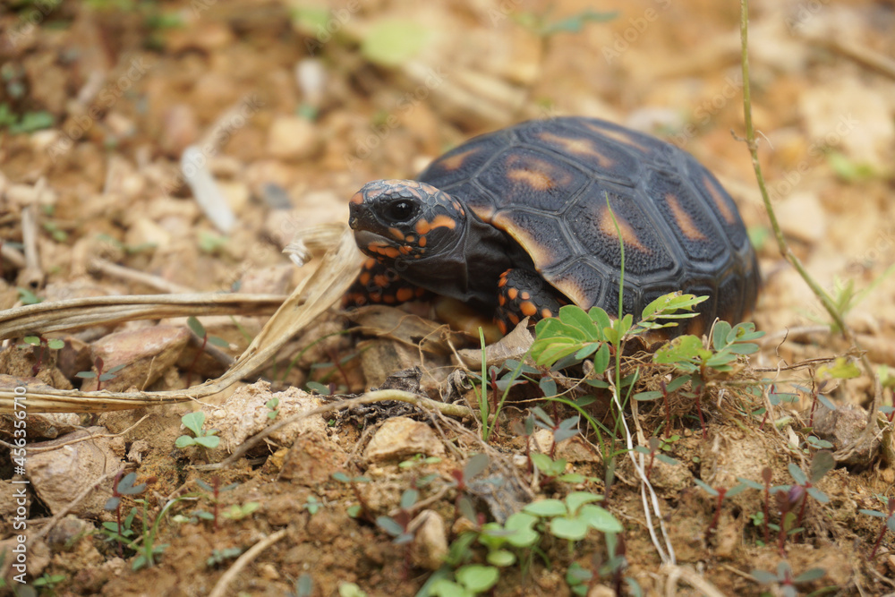 Cute small baby Red-foot Tortoise in the nature,The red-footed tortoise (Chelonoidis carbonarius) is a species of tortoise from northern South America
Cute small baby Red-foot Tortoise in the nature,The red-footed tortoise (Chelonoidis carbonarius) is a species of tortoise from northern South America