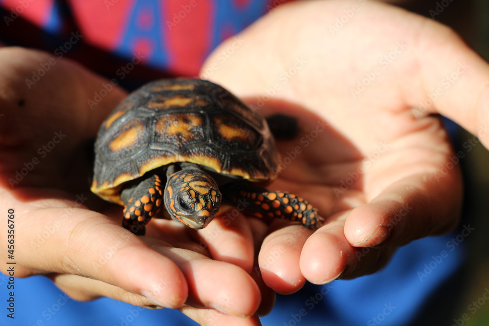 Cute small baby Red-foot Tortoise in the nature,The red-footed tortoise (Chelonoidis carbonarius) is a species of tortoise from northern South America
