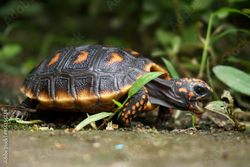 Cute small baby Red-foot Tortoise in the nature,The red-footed tortoise (Chelonoidis carbonarius) is a species of tortoise from northern South America
