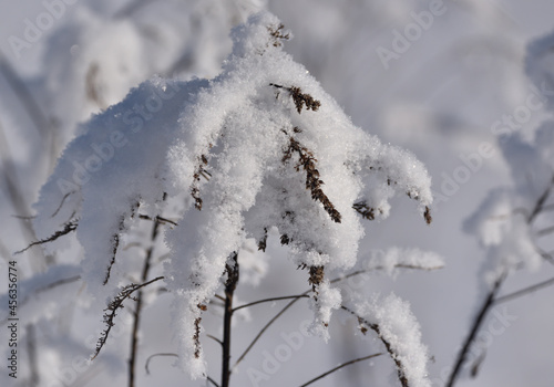 dry plants covered with white snow © ezp