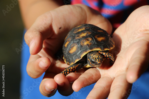 Cute small baby Red-foot Tortoise in the nature,The red-footed tortoise (Chelonoidis carbonarius) is a species of tortoise from northern South America 