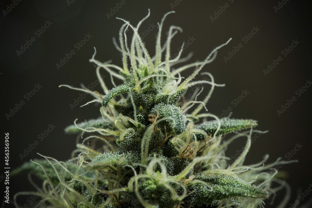 Cannabis growing: grow weed indoo. Marijuana HD Cannabis growing: grow weed indoo. Marijuana HD
