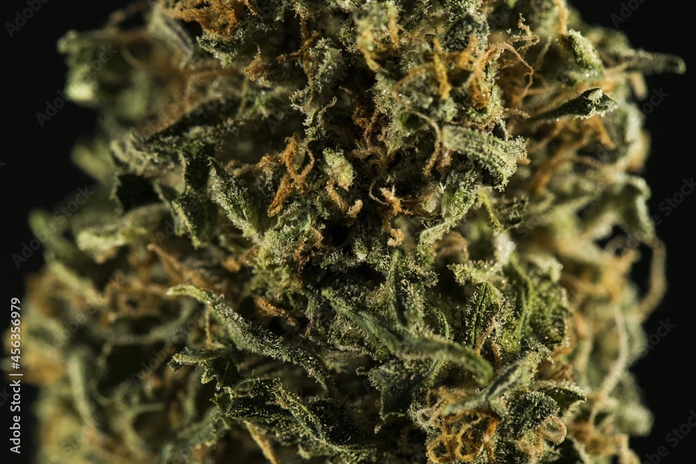 Cannabis growing: grow weed indoo. Marijuana HD Cannabis growing: grow weed indoo. Marijuana HD