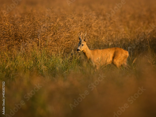 roe deer rut