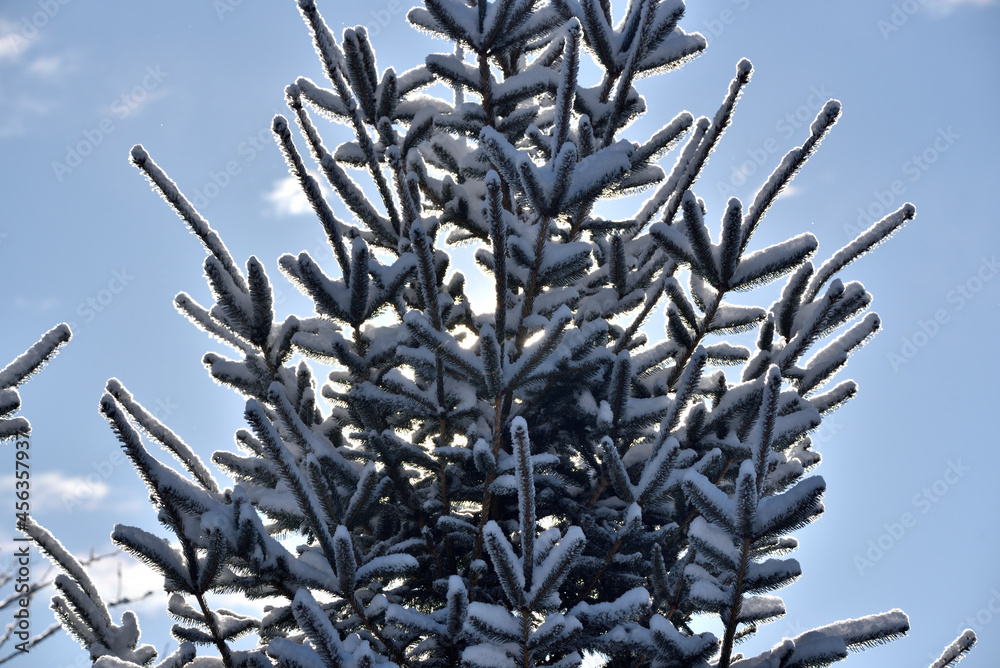 spruce branches and needles, overexposed by the sun, covered with white snow spruce branches and needles, overexposed by the sun, covered with white snow