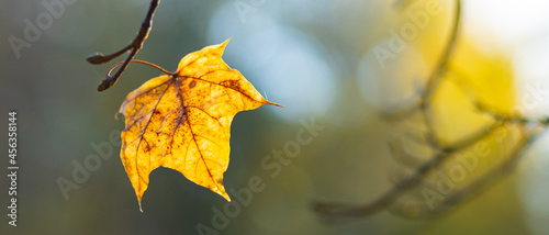 Golden autumn concept. Autumn background with yellow maple leaves. Yellowed autumn leaves on blurred background. Copy space