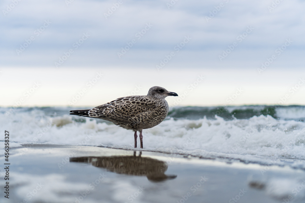 Seagull standing at the beach with the ocean in the background Seagull standing at the beach with the ocean in the background