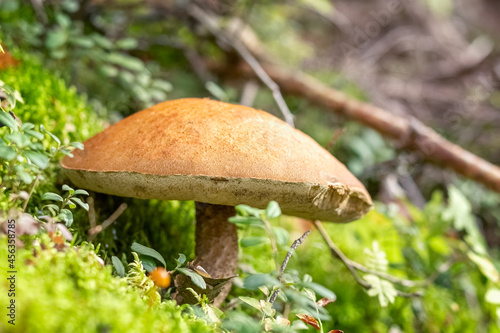 Boletus mushroom grows in the forest. Edible mushrooms. Concept. Photo