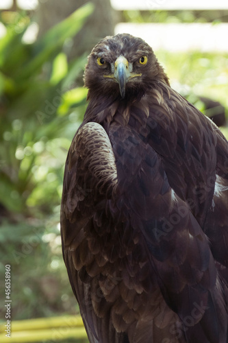 Close-up with intense gaze of a Golden Eagle  Aquila chrysaetos  chained in the zoo.