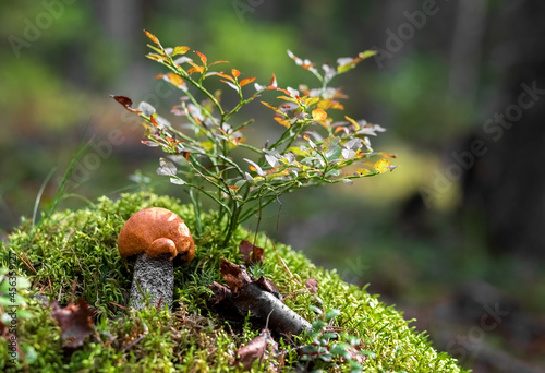 Boletus mushroom grows in the forest. Edible mushrooms. Concept. Photo