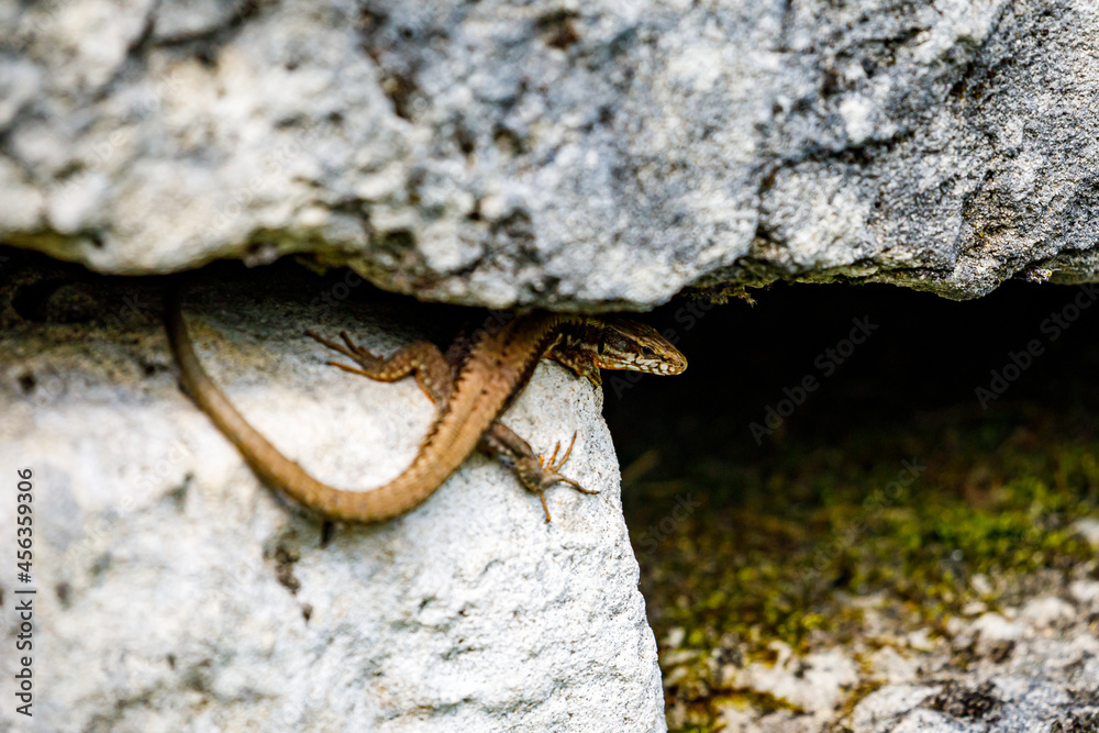 Obraz premium A lizard from romania between stones