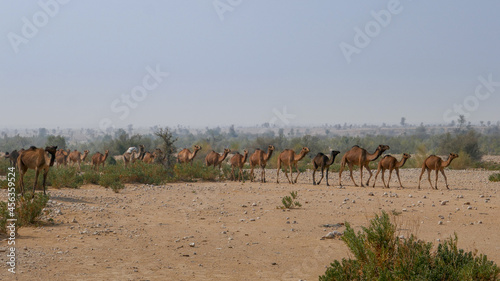 Herd of camels walking in a row in the desert near Jamshoro, Sindh, Pakistan