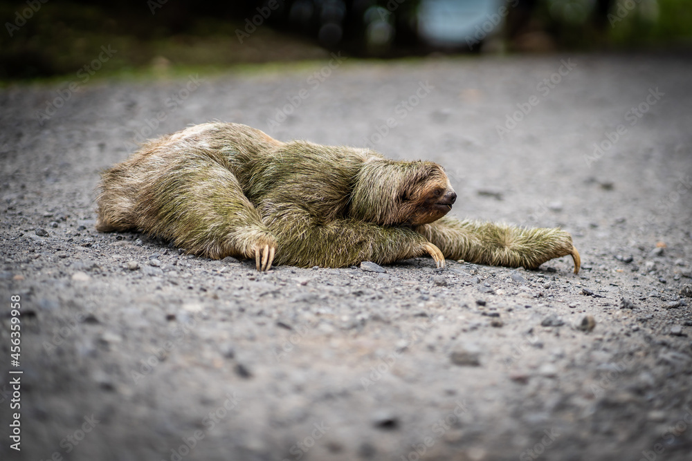 Fototapeta premium Close-up view of a sloth crossing a tropical path