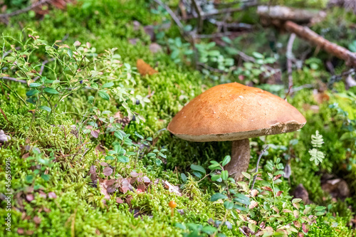 Boletus mushroom grows in the forest. Edible mushrooms. Concept. Photo