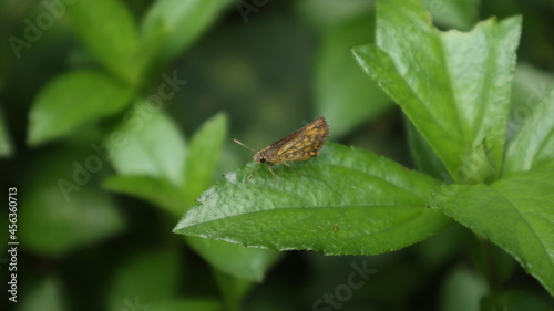 Close up of a bush hopper butterfly perched top of a wild leaf