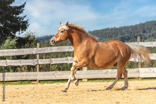 Portrait of a haflinger horse running on a outdoor riding arena