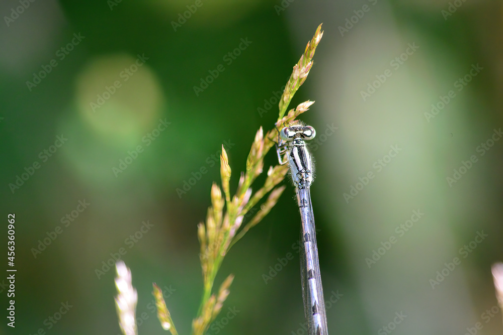 damselfly resting in the garden damselfly resting in the garden