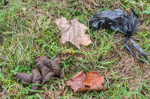 Crap of a dog next to leaf and plastic bags
