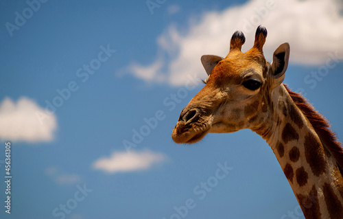 Portrait of common giraffe against blue sky with white clouds in Namibia national park