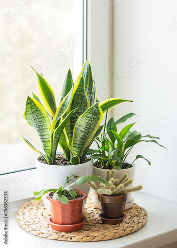 Different houseplants in pots on the windowsill in real room interior: sansevieria trifasciata, schlumbergera, cactus, spathiphyllum. Urban jungle interior