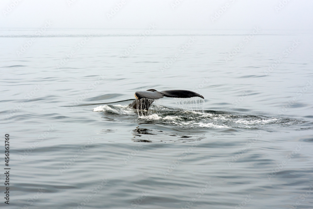 Fototapeta premium Humpback Whale Fluke - Tranquil Waters