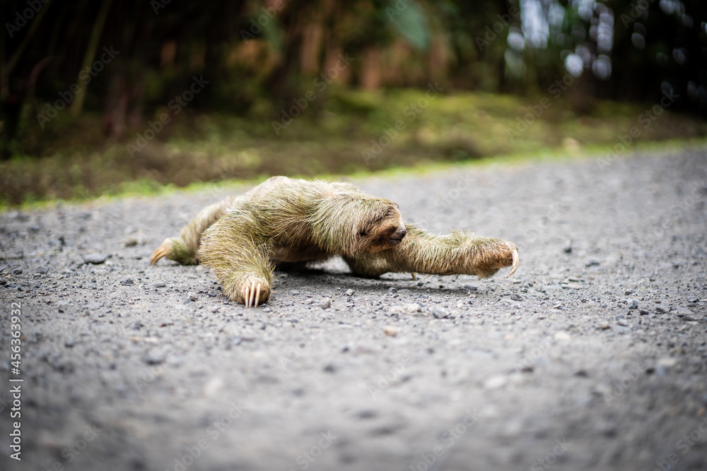 Fototapeta premium Selective focus on a sloth crossing a tropical path