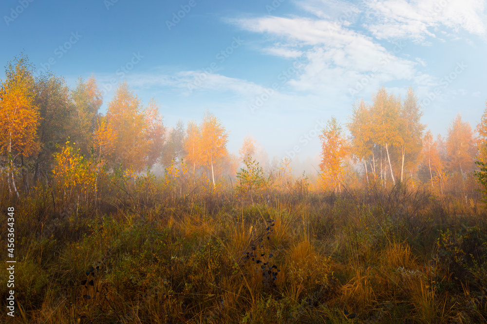 Beautiful autumn sunrise landscape. Foggy morning at the scenic golden copse with birch trees under magnificent blue sky with clouds.