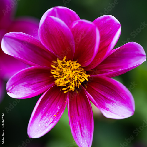 A macro of a purple flower