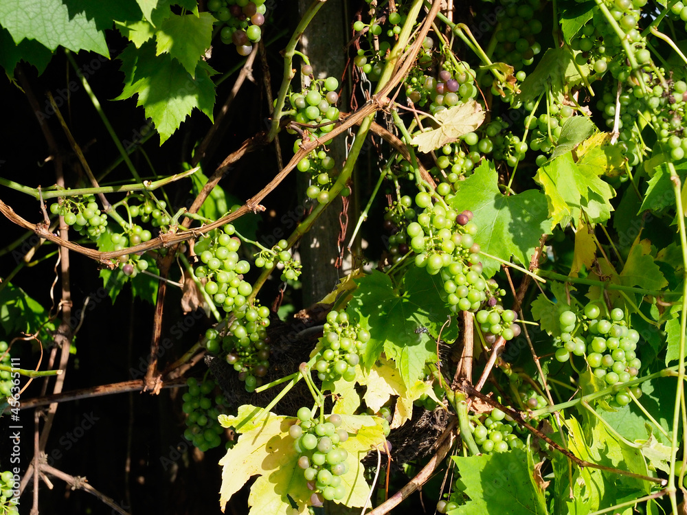 Some small grapes in bunches ripening on the vine Some small grapes in bunches ripening on the vine