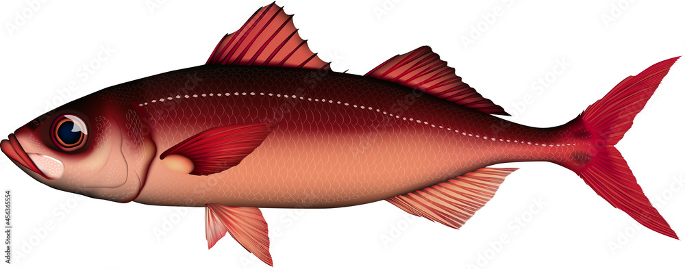 ハチビキ 魚イラスト ベクター Ai Jpg Stock ベクター Adobe Stock ハチビキ 魚イラスト ベクター Ai Jpg Stock ベクター Adobe Stock