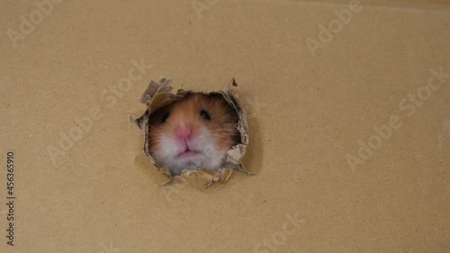 cute hamster peeking out holes in a cardboard box