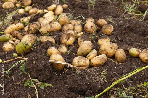 Fresh raw potatoes. Harvesting. Dug out potatoes lying in a field.
