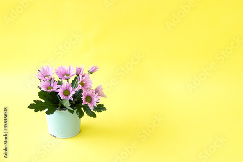 Fototapeta Naklejka Na Ścianę i Meble -  ピンクの小菊のアレンジメント（黄色の背景）
