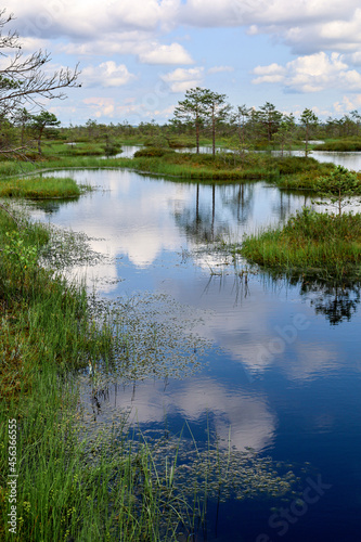 Swamp colorful landscape in daylight  fuzzy outlines of pine bog  with blue reflection in a swamp lake of sky with clouds and trees  varied bog vegetation