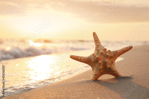 Fototapeta Naklejka Na Ścianę i Meble -  Beautiful sea star in sunlit sand at sunset, space for text