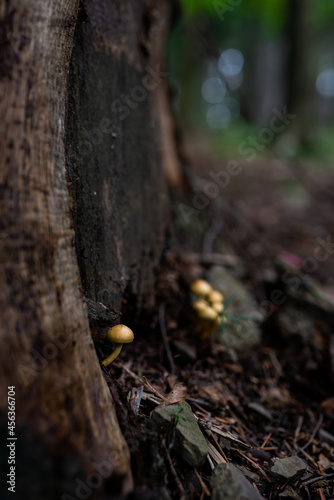 wild growing poisonous mushrooms in the forest. Closeup.