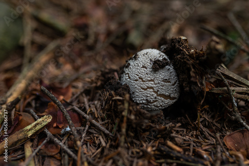 wild growing poisonous mushrooms in the forest. Closeup. © michaldziedziak