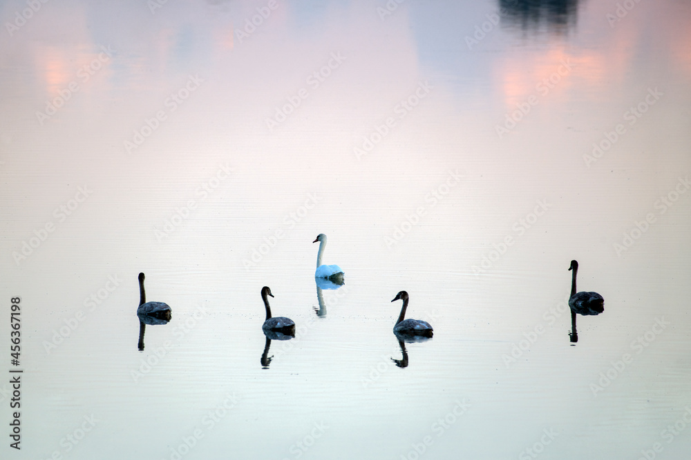 Swans on the water in early morning.
