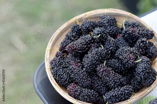 Fototapeta Naklejka Na Ścianę i Meble -  Fresh mulberry fruits on nature background.